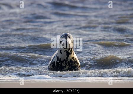 Graue (Halichoerus grypus) Robben in den Brüchen, die das Jungtier am Strand warnen (graue Robbe) (Atlantische graue Robbe) Stockfoto