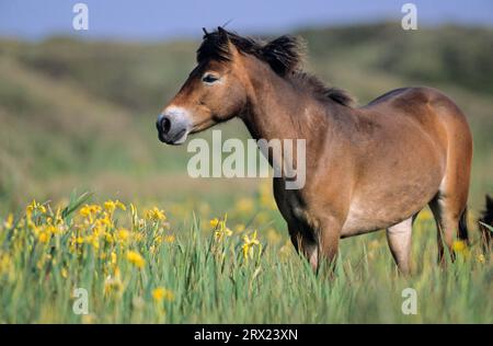 Exmoor Pony, Stute, die auf einer Sumpfwiese mit Gelber Iris (Iris pseudacorus) (Equus ferus caballus) steht, Exmoor Pony Stute, die auf einer Sumpfwiese steht Stockfoto