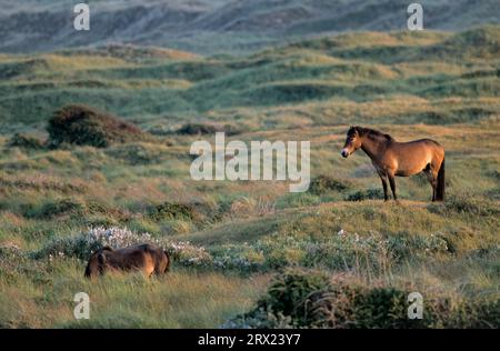 Exmoor Pony, Hengstübersicht über sein Gebiet (Exmoor Pony), Exmoor Pony Hengstübersicht über sein Gebiet (Equus ferus caballus) Stockfoto