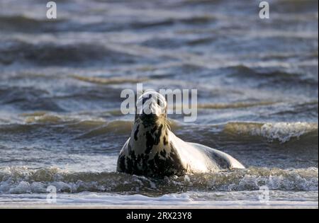 Graue (Halichoerus grypus) Robben in den Brüchen, die das Jungtier am Strand warnen (graue Robbe) (Atlantische graue Robbe) Stockfoto