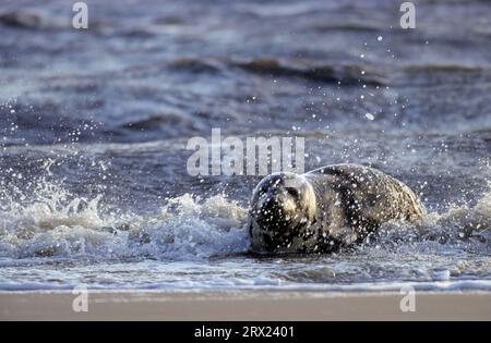 Graue (Halichoerus grypus) Robben in den Brüchen, die das Jungtier am Strand warnen (graue Robbe) (Atlantische graue Robbe) Stockfoto