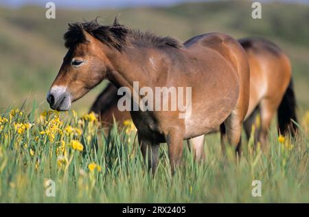 Exmoor Pony, Stute, die auf einer Sumpfwiese mit Gelber Iris (Iris pseudacorus) (Equus ferus caballus) steht, Exmoor Pony Stute, die auf einer Sumpfwiese steht Stockfoto