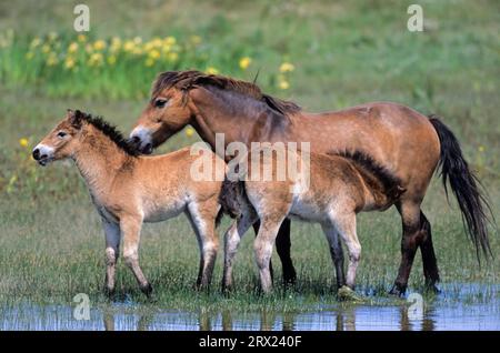 Exmoor Pony, Stute Saugfohlen an einem See in den Dünen (Exmoor Pony), Exmoor Pony Stute Saugfohlen an einem See in den Dünen (Equus ferus caballus) Stockfoto