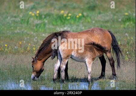 Exmoor Pony, Stute Saugfohlen an einem See in den Dünen (Exmoor Pony), Exmoor Pony Stute Saugfohlen an einem See in den Dünen (Equus ferus caballus) Stockfoto