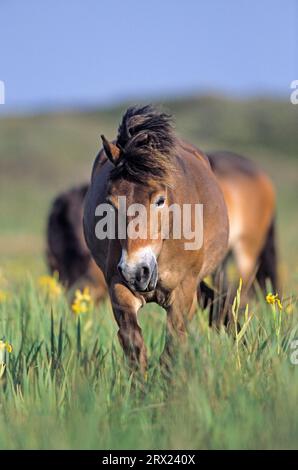 Exmoor Pony, Stute, die auf einer Sumpfwiese mit Gelber Iris (Iris pseudacorus) (Equus ferus caballus) steht, Exmoor Pony Stute, die auf einer Sumpfwiese steht Stockfoto