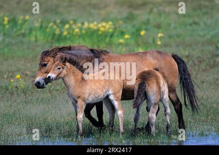 Exmoor Pony, Stute Saugfohlen an einem See in den Dünen (Exmoor Pony), Exmoor Pony Stute Saugfohlen an einem See in den Dünen (Equus ferus caballus) Stockfoto