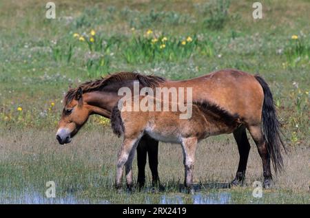 Exmoor Pony, Stute Saugfohlen an einem See in den Dünen (Exmoor Pony), Exmoor Pony Stute Saugfohlen an einem See in den Dünen (Equus ferus caballus) Stockfoto