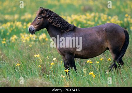 Exmoor Pony, Stute, die auf einer Sumpfwiese mit Gelber Iris (Iris pseudacorus) (Equus ferus caballus) steht, Exmoor Pony Stute, die auf einer Sumpfwiese steht Stockfoto