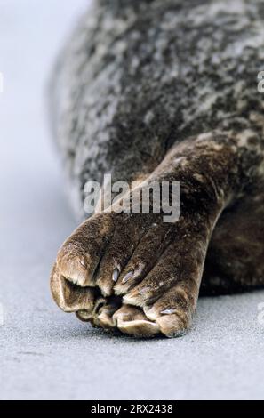 Hafenrobbe, Detailfoto der Schwanzflosse (Common Seal), Hafenrobbe (Phoca vitulina) Detailfoto der Schwanzflosse (Harbor Seal) (Common Stockfoto