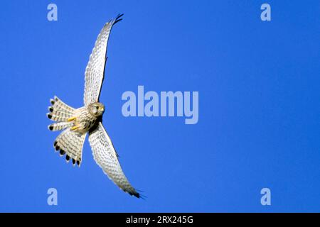 Gemeiner Dorn (Falco tinnunculus) auf Futtersuche, Gemeiner Dorn auf Futtersuche (Europäischer Dorn) (Alte Welt-Dorn) Stockfoto