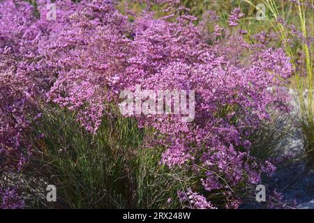 Siemreviva de saladar (Limonium caesium) ist eine im Südosten Spaniens endemische Halophytenpflanze. Stockfoto