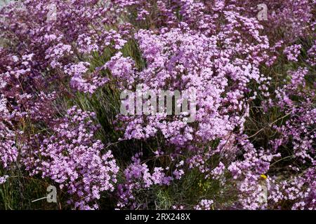 Siemreviva de saladar (Limonium caesium) ist eine im Südosten Spaniens endemische Halophytenpflanze. Stockfoto