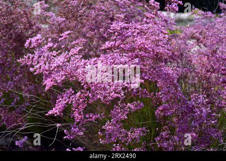 Siemreviva de saladar (Limonium caesium) ist eine im Südosten Spaniens endemische Halophytenpflanze. Stockfoto