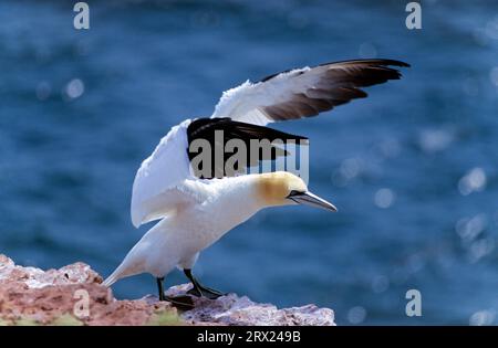 Northern Gannet (Morus bassanus) sitzt auf dem Roten Felsen von Helgoland (Solan Goose) (Solan) Stockfoto