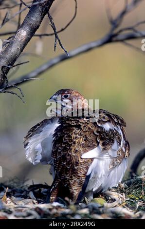 Weidenptarmigan (Lagopus lagopus) (Weidenhuhn) Stockfoto