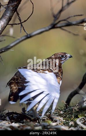 Weidenptarmigan (Lagopus lagopus) (Weidenhuhn) Stockfoto