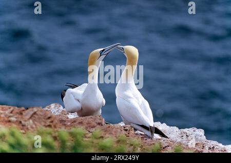 Northern Northern Gannet (Morus bassanus) Courts and Beaks on the Red Rock of Helgoland, Northern Gannet pair do the Balzhip Display (Solan) Stockfoto