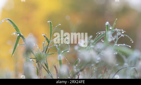 Grashalme auf der Wiese sind am frühen Morgen mit Wassertropfen bedeckt. Stockfoto