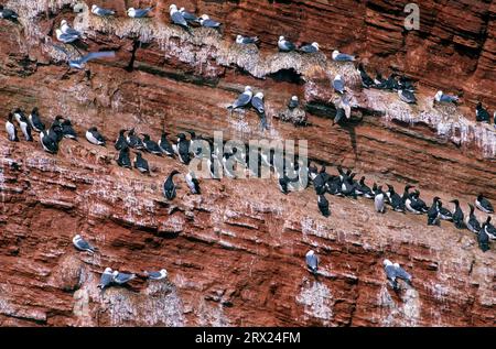 Kittiwakes und Common Guillemots (Uria aalge) am Vogelfelsen von Helgoland, Black-Legged Kittiwakes (Rissa tridactyla) und Common Murre am Stockfoto