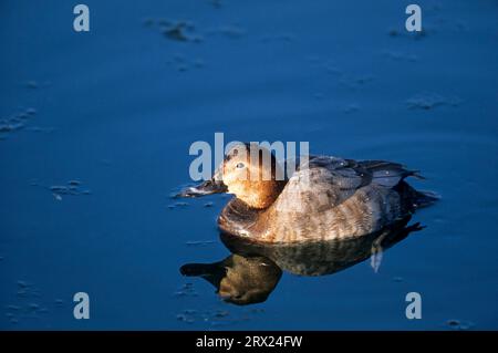 Gelbdorsch (Aythya ferina), im Wasser schwimmende Weibchen (Gelbdorsch) Stockfoto