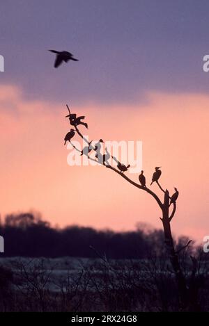 Großer Kormoran (Phalacrocorax carbo), der sich am Abend auf einem Baum versammelt (großer schwarzer Kormoran) (großer Kormoran) Stockfoto