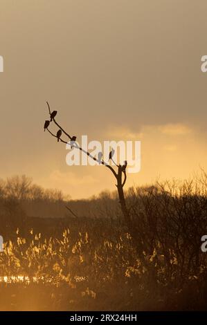 Großer Kormoran (Phalacrocorax carbo), der sich am Abend auf einem Baum versammelt (großer schwarzer Kormoran) (großer Kormoran) Stockfoto