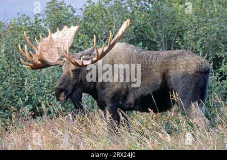 Elch in der Tundra (Alaska Elch), Elch (Alces alces) in der Tundra (Alaska Elch) stehend (gigas) Stockfoto