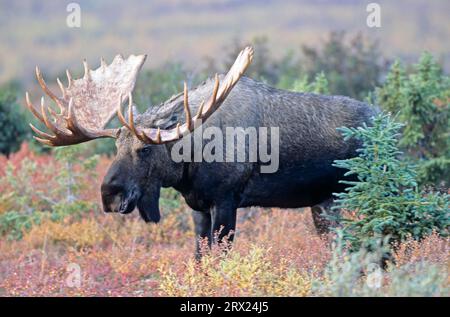 Elch in der Tundra (Alaska Elch), Elch (Alces alces) in der Tundra (Alaska Elch) stehend (gigas) Stockfoto