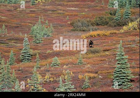 Elch wandert in der Tundra (Alaska Elch), Elch wandert in der Tundra (Alaska Elch) (Gigas) Stockfoto