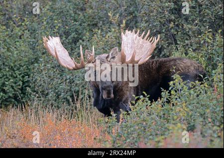 Elch in der Tundra (Alaska Elch), Elch (Alces alces) in der Tundra (Alaska Elch) stehend (gigas) Stockfoto