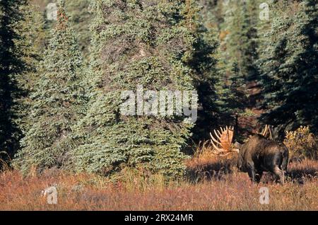 Elch wandert in der Tundra (Alaska Elch), Elch wandert in der Tundra (Alaska Elch) (Gigas) Stockfoto