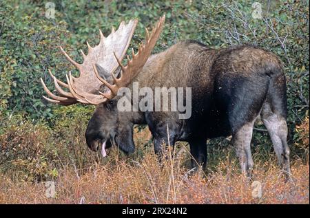 Elch in der Tundra (Alaska Elch), Elch (Alces alces) in der Tundra (Alaska Elch) stehend (gigas) Stockfoto