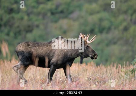 Junge Bullenelche in der Tundra (Alaska-Elch), Junge Bullenelche (Alces alces) in der Tundra (Alaska-Elch) (Gigas) Stockfoto
