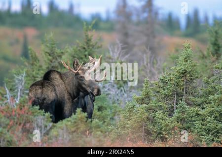 Junge Bullenelche in der Tundra (Alaska-Elch), Junge Bullenelche (Alces alces) in der Tundra (Alaska-Elch) (Gigas) Stockfoto