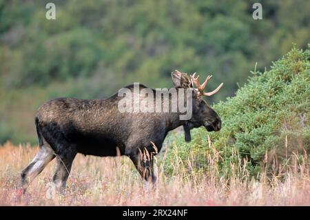 Junge Bullenelche in der Tundra (Alaska-Elch), Junge Bullenelche (Alces alces) in der Tundra (Alaska-Elch) (Gigas) Stockfoto