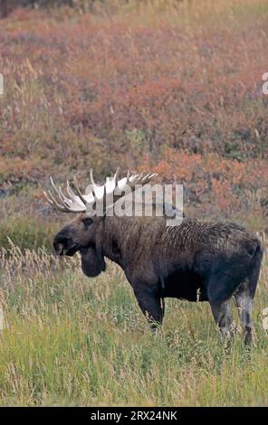 Elch in der Tundra (Alaska Elch), Elch (Alces alces) in der Tundra (Alaska Elch) stehend (gigas) Stockfoto