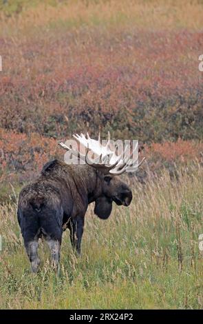 Elch in der Tundra (Alaska Elch), Elch (Alces alces) in der Tundra (Alaska Elch) stehend (gigas) Stockfoto