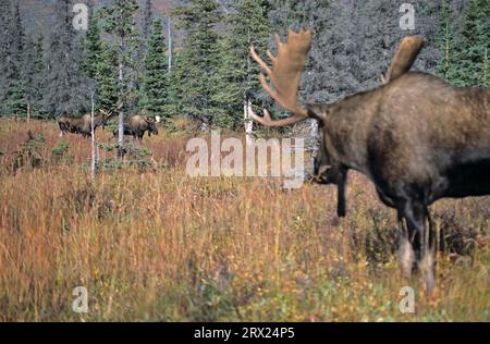 Elks Bull Elch (Alces alces) beobachtet aufmerksame junge Bullenelche (Alaskan Elch) (gigas) Stockfoto