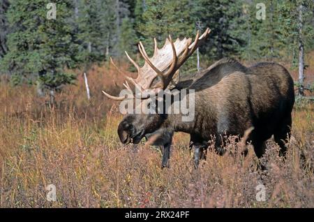 Bullenelch (Alces alces) steht wachsam in der Taiga (Alaska Elch) (gigas) Stockfoto