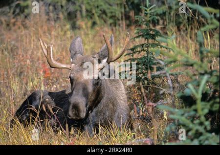 Junge Bullenelche in der Tundra (Alaska-Elch), Junge Bullenelche (Alces alces) in der Tundra (Alaska-Elch) (Gigas) Stockfoto