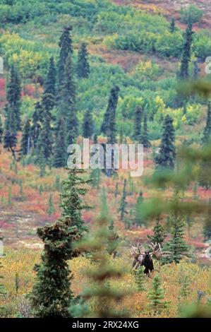 Bullenelche (Alces alces) duften in der Tundra (Alaska Elch) (gigas) Stockfoto