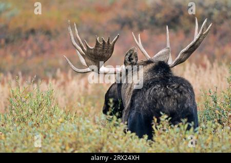 Bullenelch in der Tundra (Alaska Elch), Bullenelch (Alces alces) in der Tundra stehend (Alaska Elch) (gigas) Stockfoto