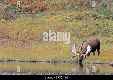 Bullenelch neben einem Teich und Trinkwasser (Alaska Elch), Bullenelch (Alces alces) neben einem Teich und Trinkwasser (Alaska Stockfoto