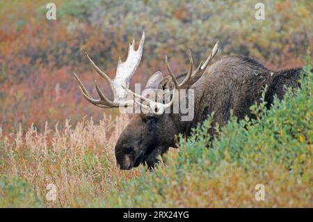 Bullenelch in der Tundra (Alaska Elch), Bullenelch (Alces alces) in der Tundra stehend (Alaska Elch) (gigas) Stockfoto