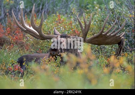 Elch in der Tundra (Alaska Elch), Elch in der Tundra (Alaska Elch) (Gigas) Stockfoto