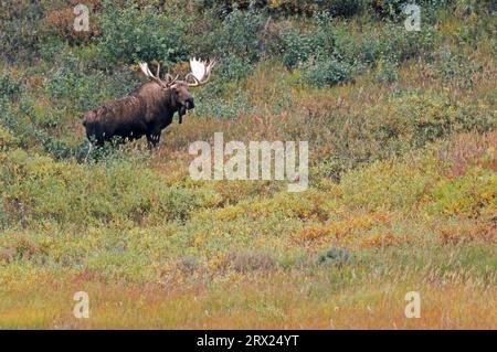 Bullenelch in der Tundra (Alaska Elch), Bullenelch (Alces alces) in der Tundra stehend (Alaska Elch) (gigas) Stockfoto