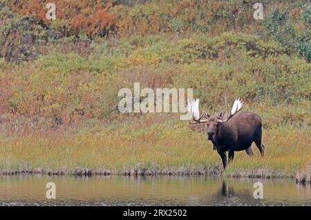 ELK steht neben einem Teich in der Tundra (Alaska Elch), Bull Elch (Alces alces) steht neben einem Teich in der Tundra (Alaska Elch) (gigas) Stockfoto