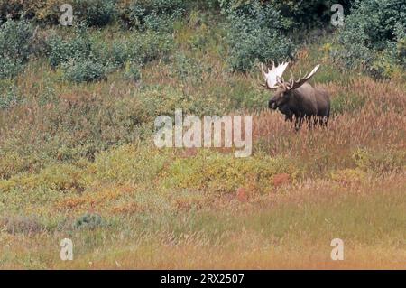 Bullenelch in der Tundra (Alaska Elch), Bullenelch (Alces alces) in der Tundra stehend (Alaska Elch) (gigas) Stockfoto