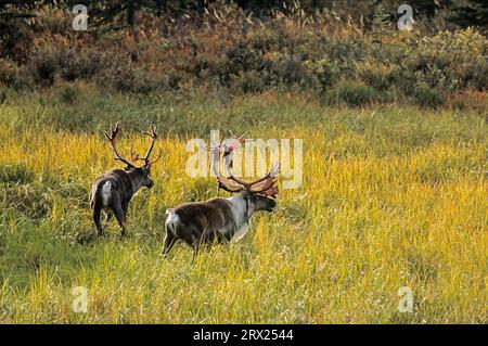 Rentiere (Rangifer tarandus) in der herbstlichen Tundra (Alaskan Caribou), Bullen-Karibus in der herbstlichen Tundra (Porcupine Caribou) (Zuschüsse) Stockfoto