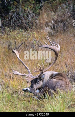 Rentier (Rangifer tarandus) in der Tundra (Alaskan Caribou), Bull Caribou in der Tundra (Porcupine Caribou) (Granti) Stockfoto